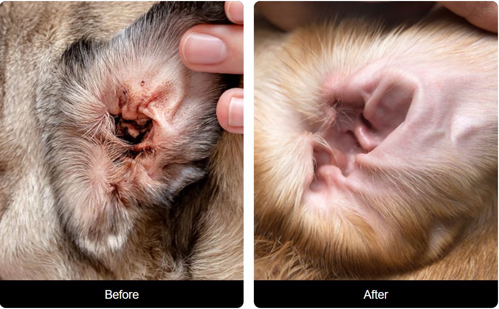 PurePaw™ Ear Wipes (50 Wipes/Container)