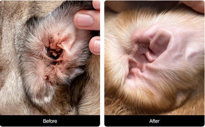 PurePaw™ Ear Wipes (50 Wipes/Container)